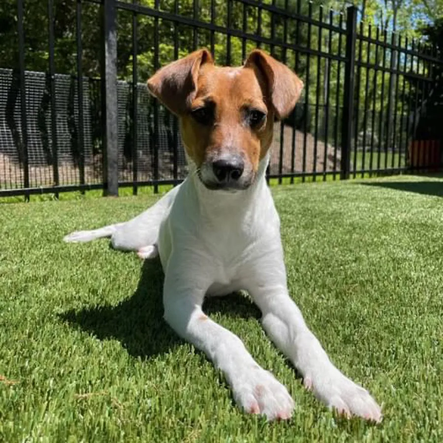 a dog sitting in the grass