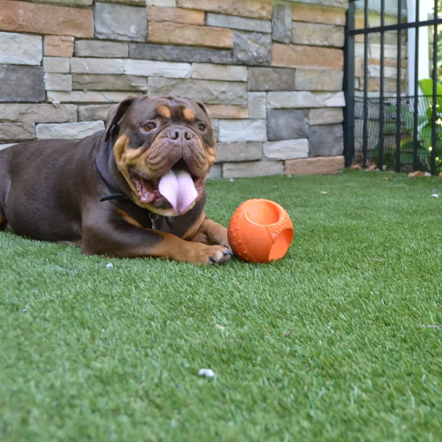 a dog lying on the grass next to a ball