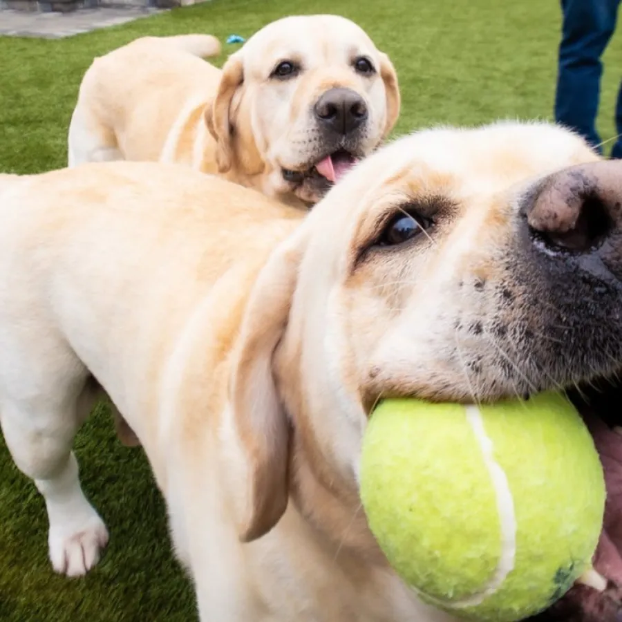 a couple of dogs lying on the grass with a ball in their mouth