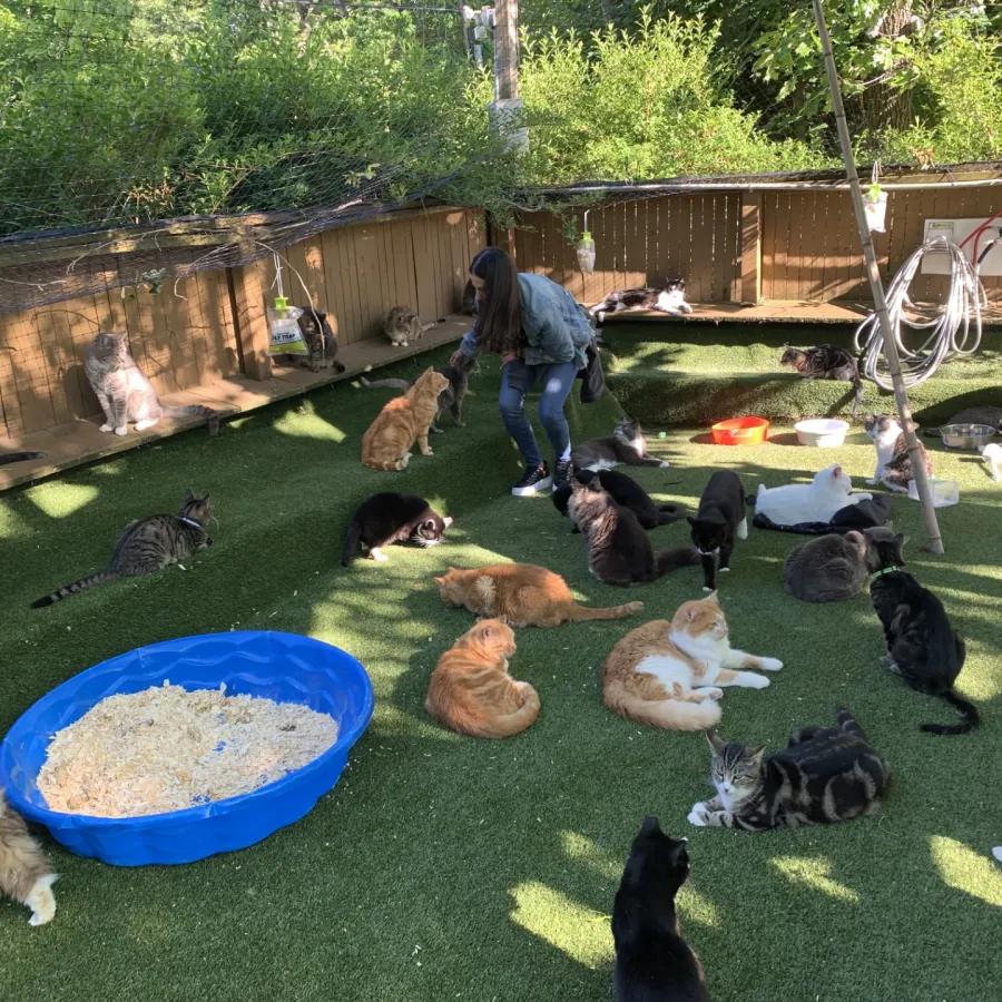 a group of animals in a cage