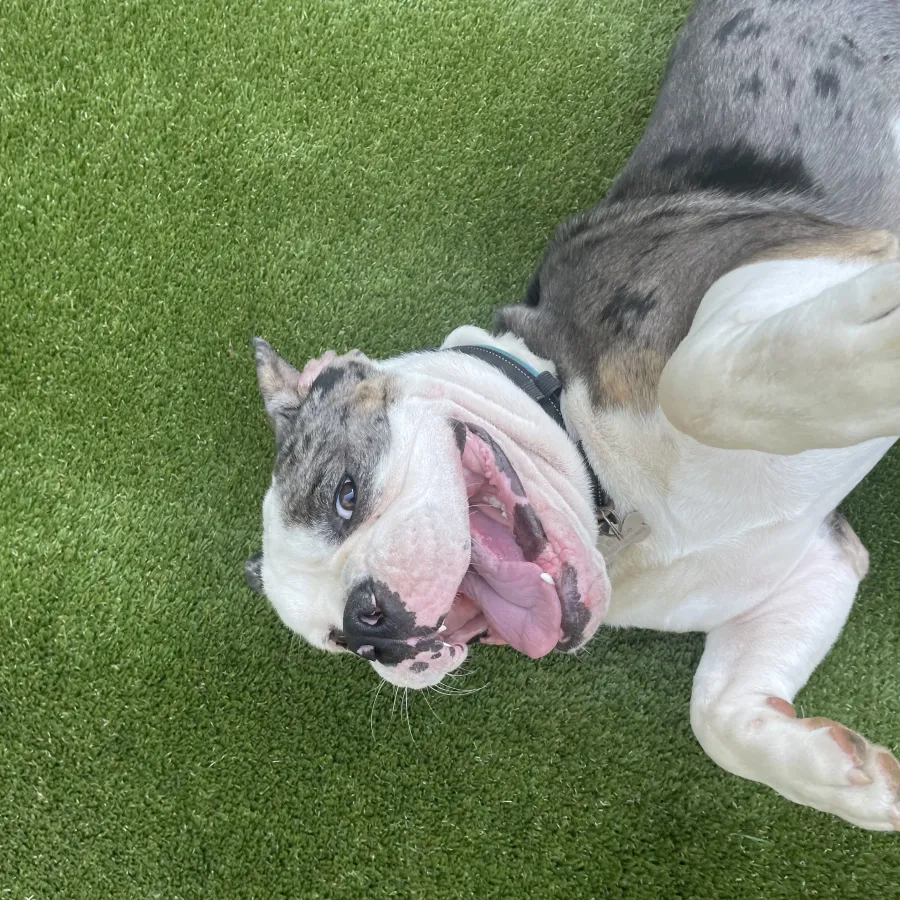 a dog with a shark head