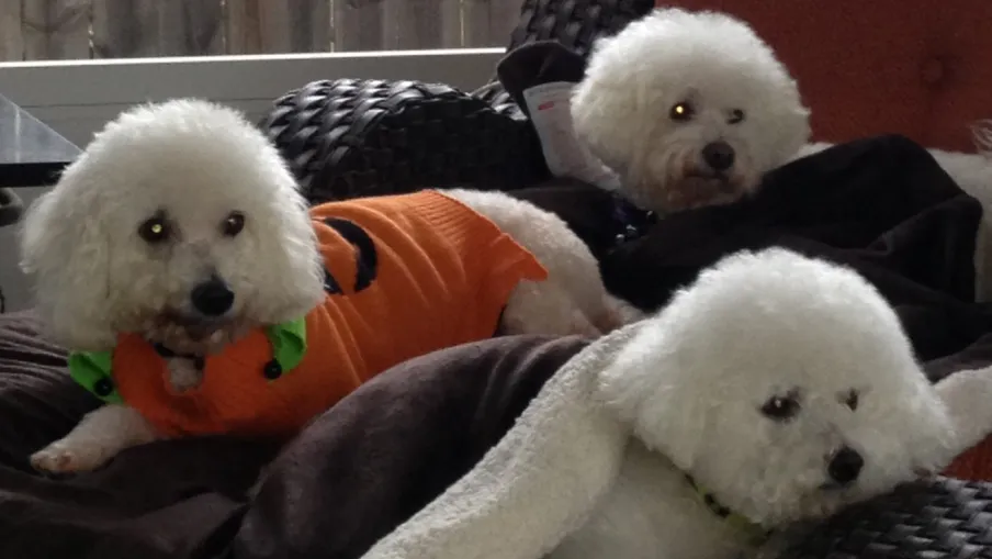 a group of stuffed animals