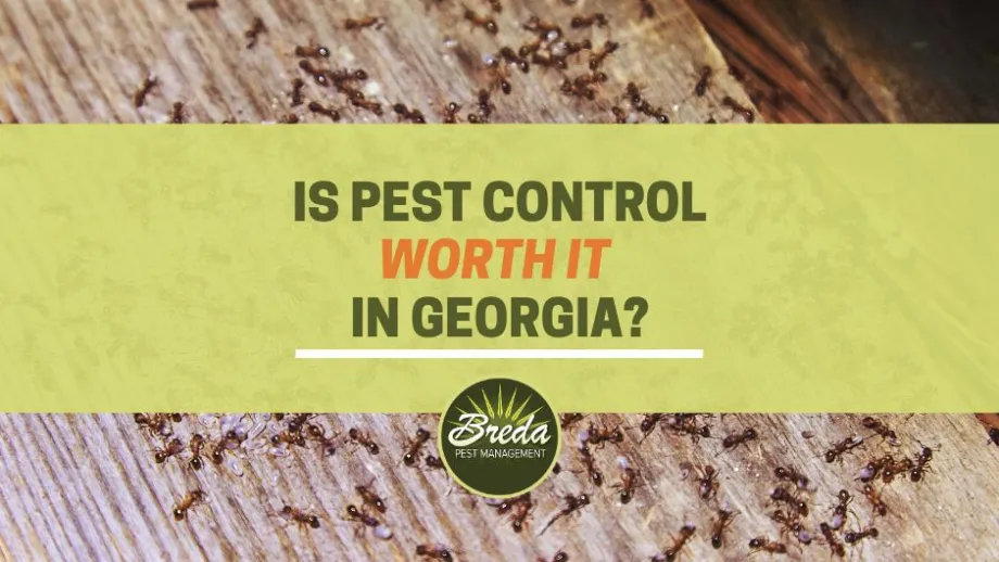BEST Pest Control & Treatment Services Near You in Loganville,