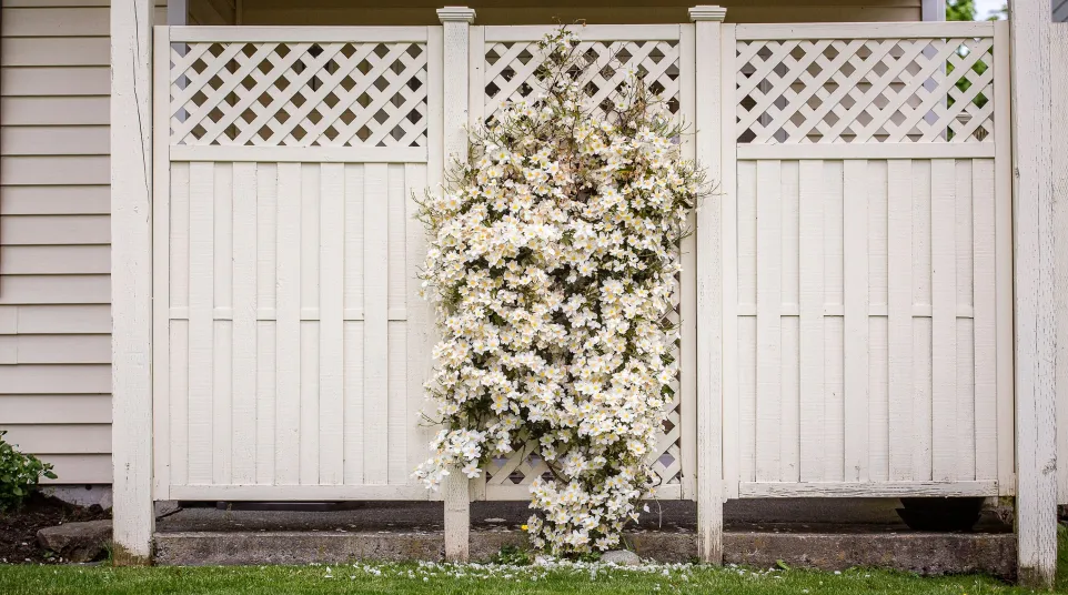 White clematis flowers climbing a cream lattice wood fence in a green grassy backyard