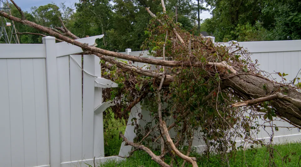 a tree that has fallen on a fence