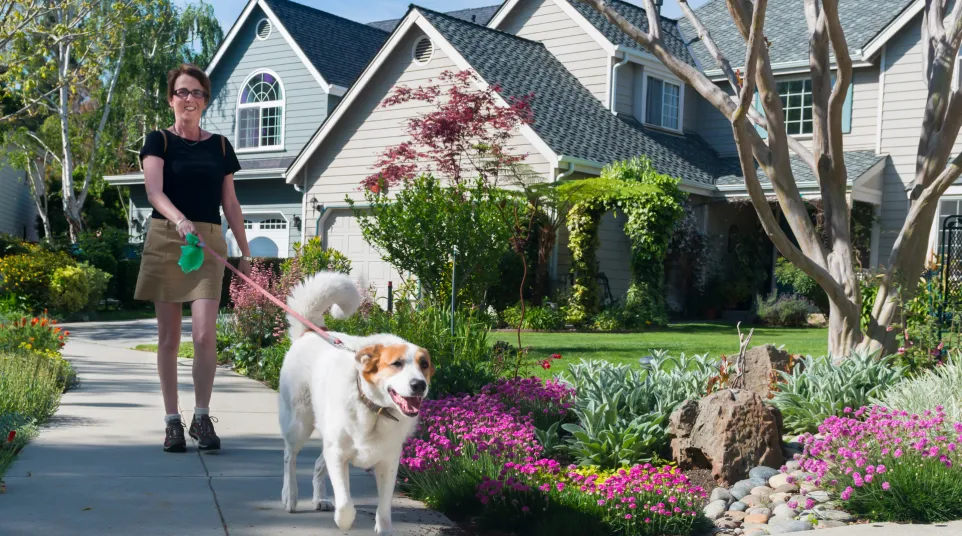 Woman walking a dog on a sunny day in a colorful, landscaped neighborhood.