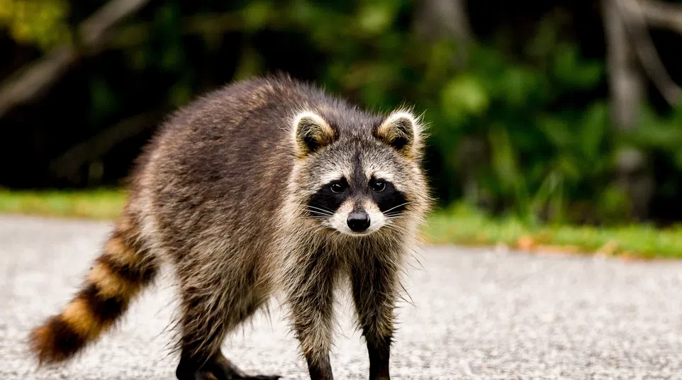 Adult raccoon with distinctive black mask and ringed tail standing on a paved road with green foliage background