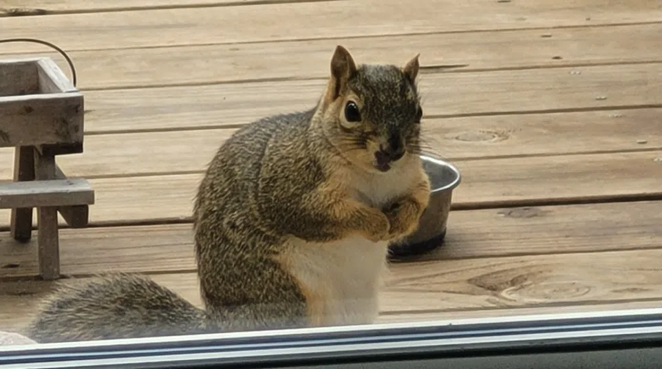 Gray squirrel standing on wooden deck outside looking through a glass door near a metal bowl and wooden furniture.