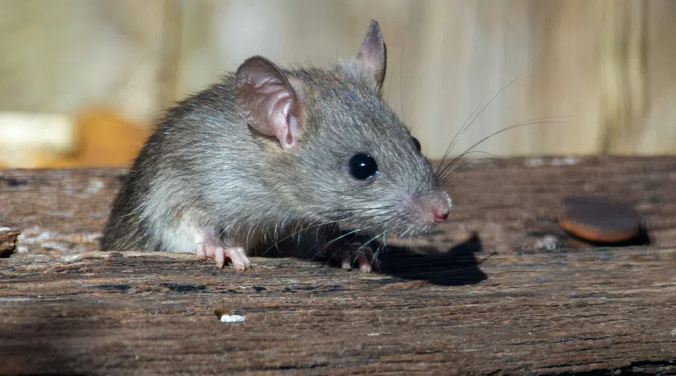Close-up of a small gray mouse peeking over a wooden surface with blurred background.