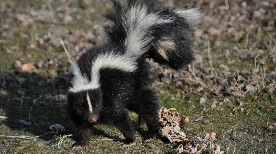 Striped skunk with raised tail walking on grassy ground with dry leaves scattered around.