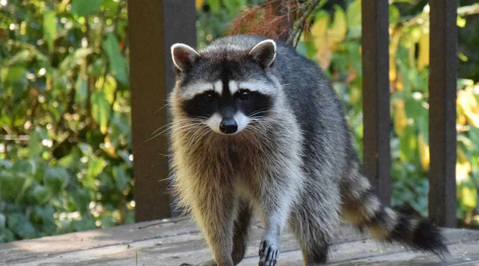 Curious raccoon standing on a wooden deck with green foliage in the background in natural light.
