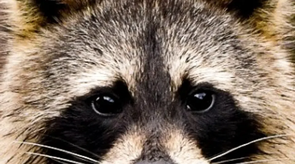 Close-up of a raccoon's face showing detailed fur, dark eye patches, and whiskers in natural light