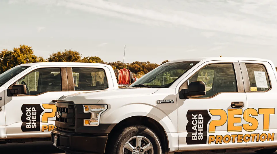 Two white Black Sheep Pest Protection trucks parked outdoors under a cloudy sky