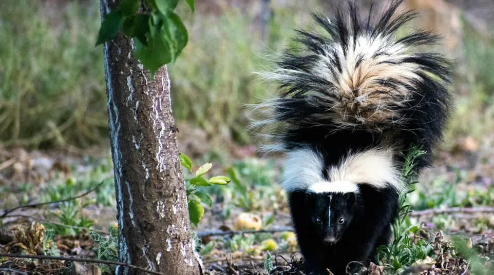 Black and white striped skunk walking near a tree in a forested area with greenery and dried leaves.
