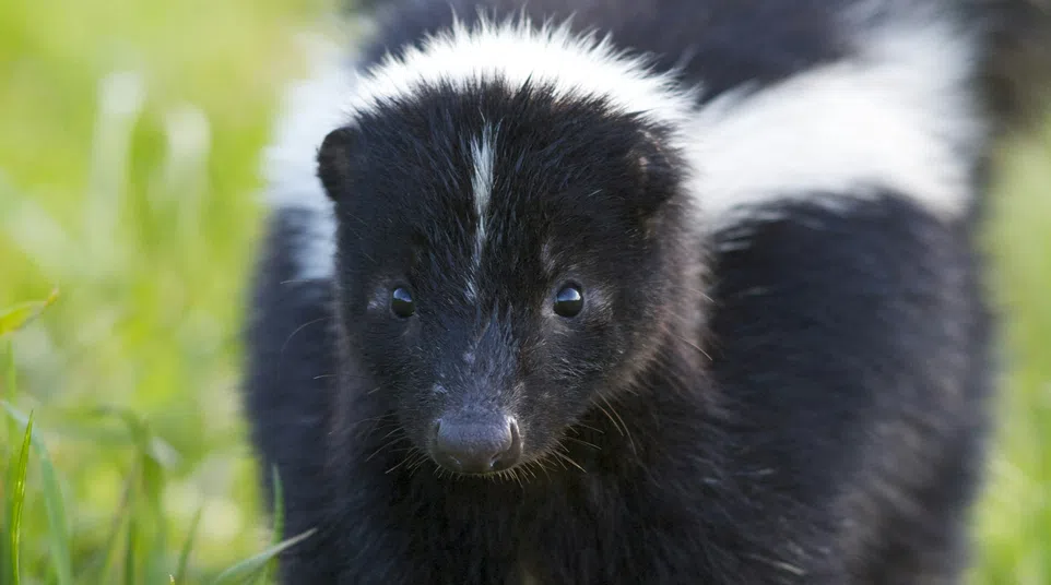 Close-up of a black and white striped baby skunk standing in green grass with soft focus background