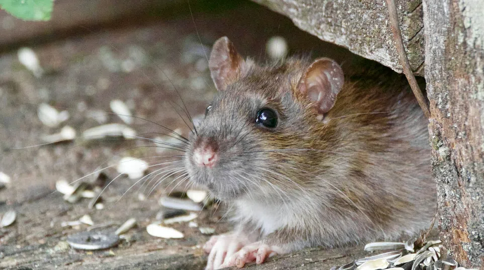 Close-up of a brown rat peeking from under a wooden structure surrounded by scattered sunflower seeds.
