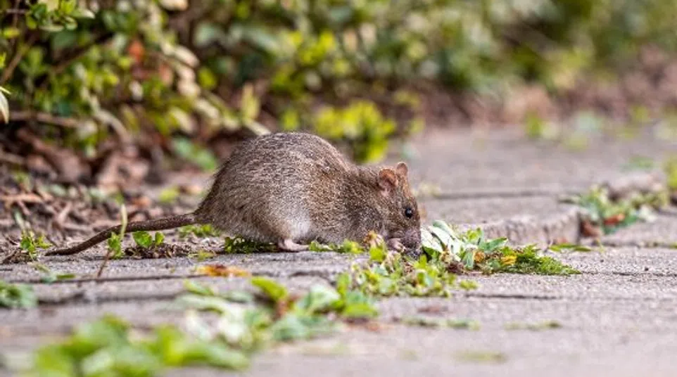 Brown rat sniffing plants on a concrete sidewalk near green bushes in a natural outdoor setting