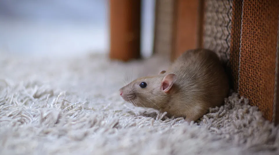 Small brown rat resting on a fluffy white carpet near wooden furniture indoors.
