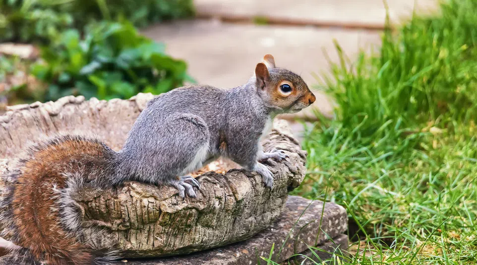 Gray squirrel perched on a textured tree stump in a grassy backyard with a stone path in the background