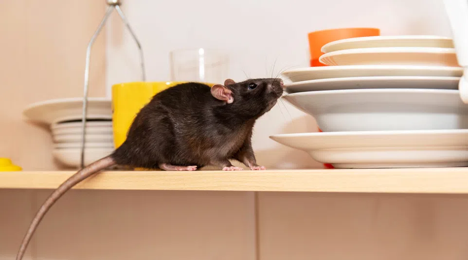 Black rat on kitchen shelf sniffing a stack of white and orange dishes with utensils in the background