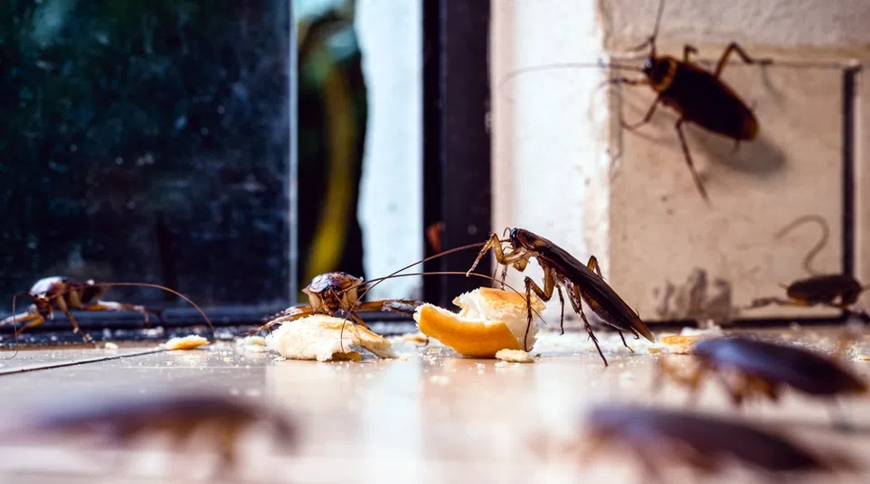 Several cockroaches gathered around food crumbs on a floor near a wall corner, highlighting pest infestation indoors.
