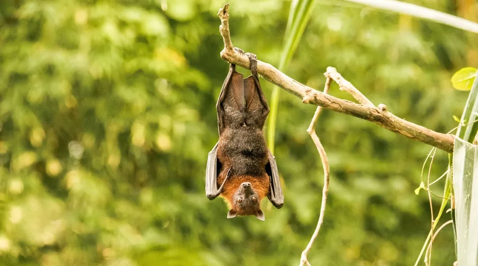 Bat hanging upside down from a tree branch in a green forest, displaying its brown and black fur and wings.