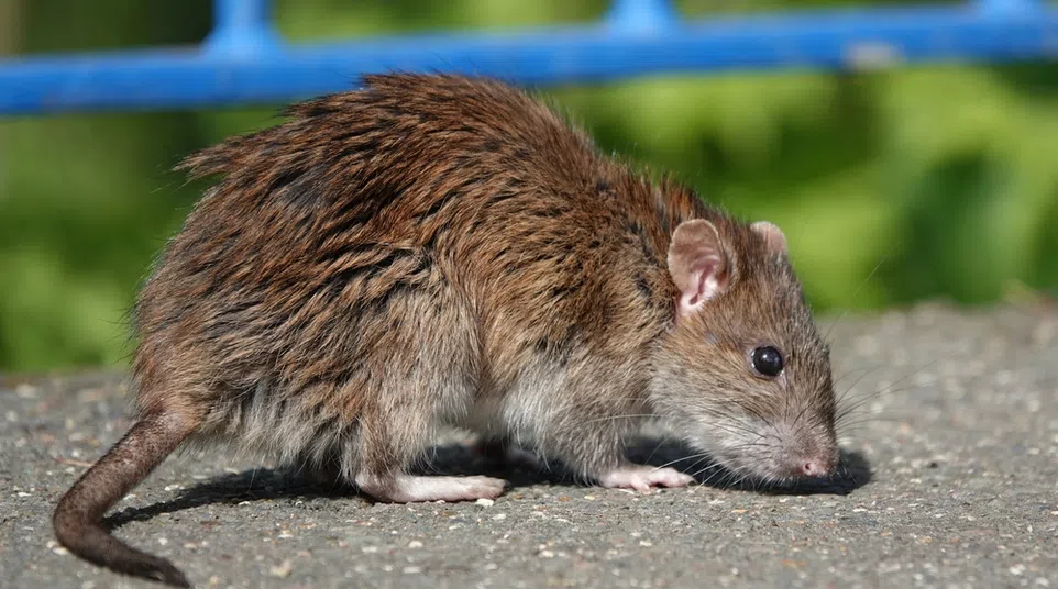 Brown rat with coarse fur standing on asphalt near blue railing in outdoor setting with green background