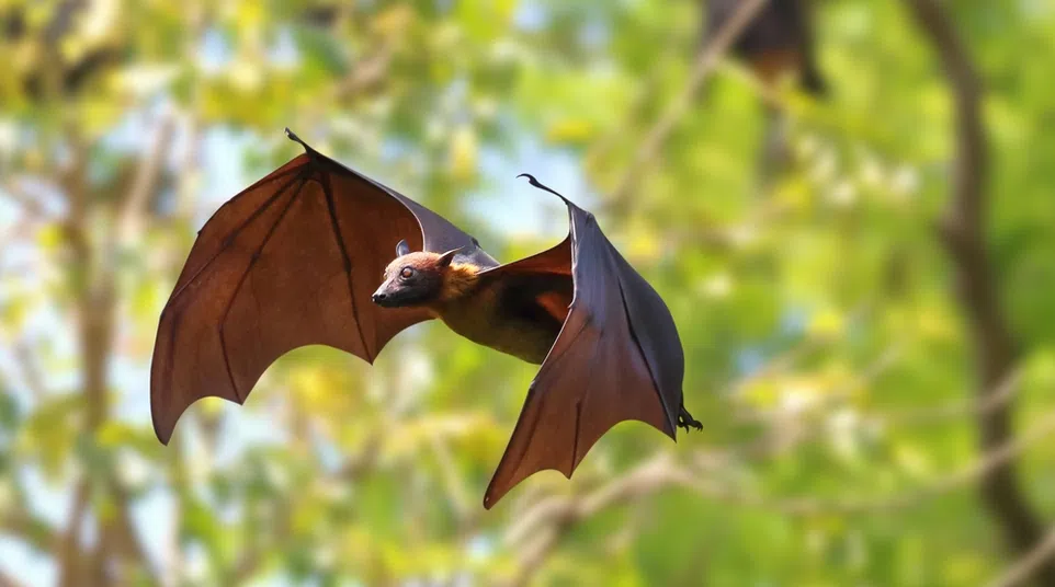 Flying fruit bat with outstretched wings in a blurred green forest background during daytime