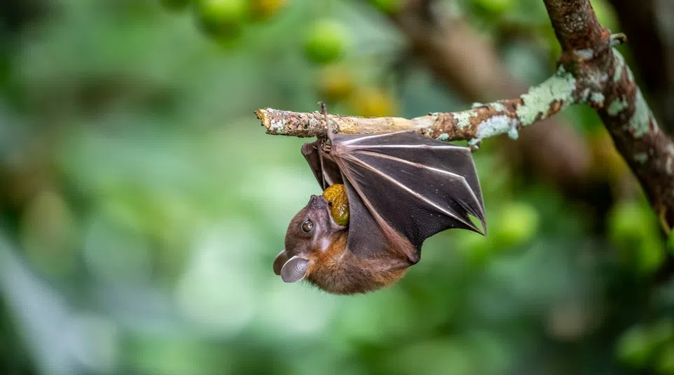 Fruit bat hanging upside down on a mossy tree branch eating fruit in green forest background