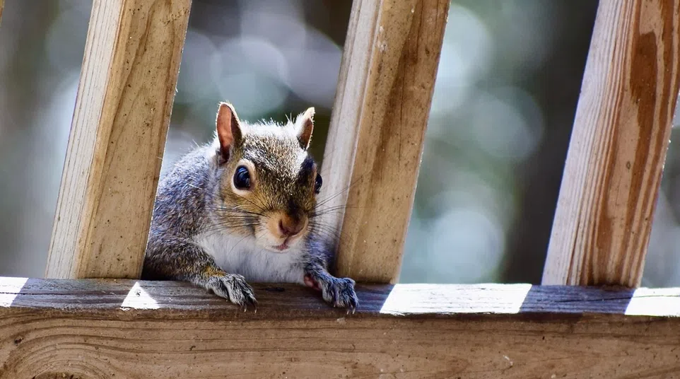 Curious squirrel peeking through wooden fence slats with blurred green background in daylight.