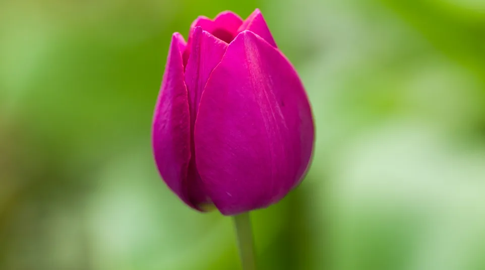a close up of a flower