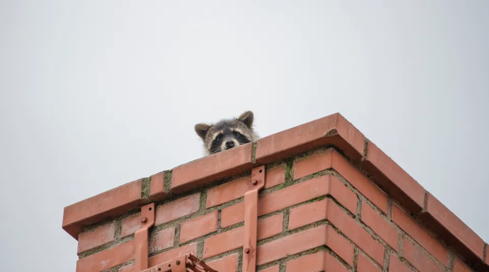 a raccoon on a roof