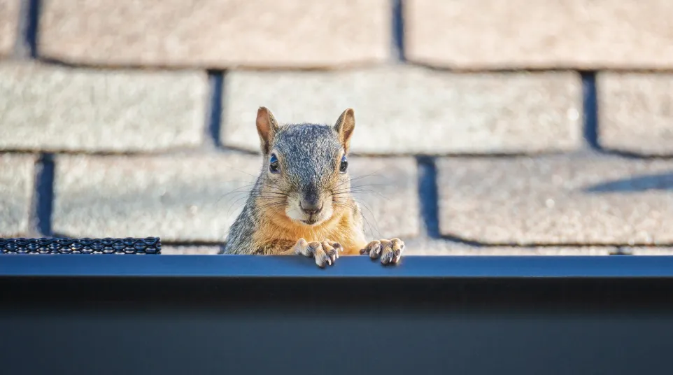 a squirrel on a ledge