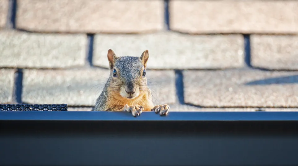 a squirrel on a ledge