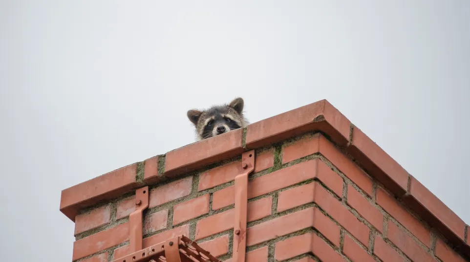 a raccoon on a roof