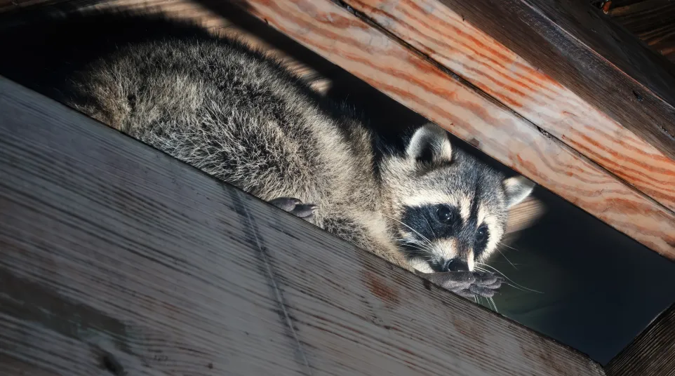 a raccoon lying on a wood surface