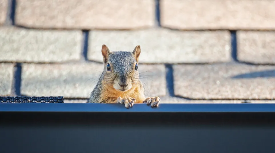 a squirrel on a ledge