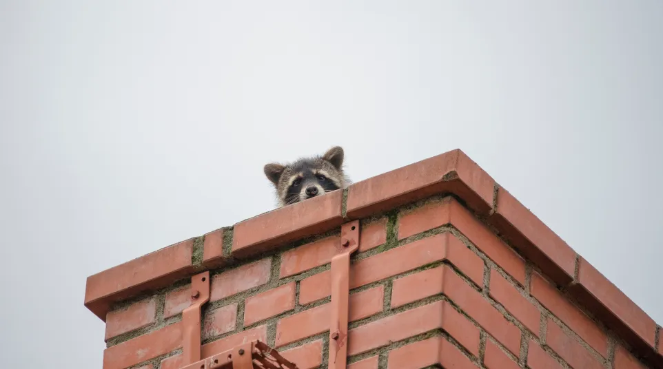 a raccoon on a roof