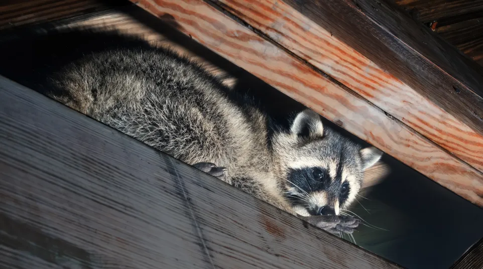 a raccoon lying on a wood surface