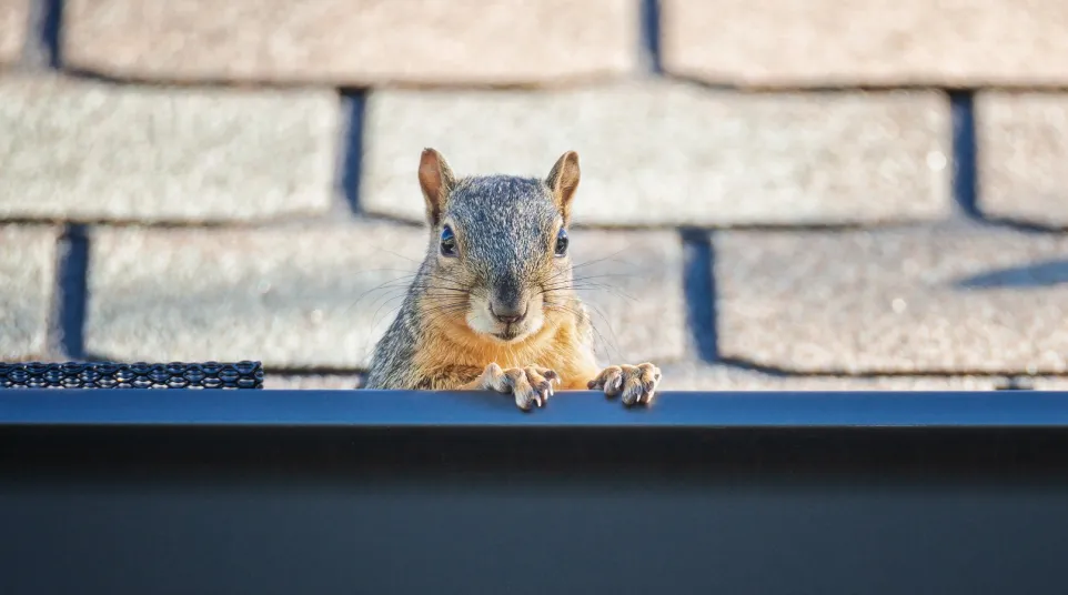 a squirrel on a ledge