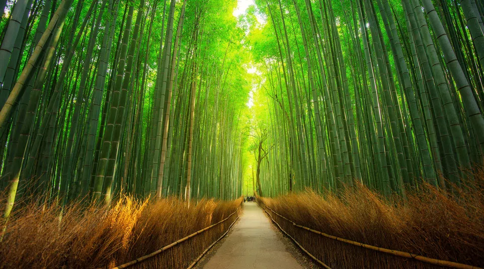Scenic pathway through a dense green bamboo forest with sunlight filtering through tall stalks.