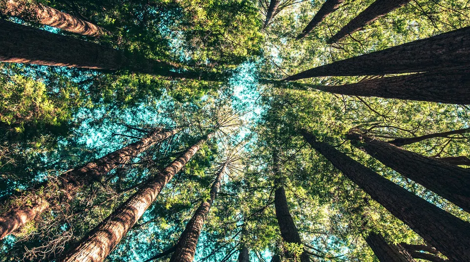 Tall trees with green foliage viewed from below under a bright blue sky in a dense forest.