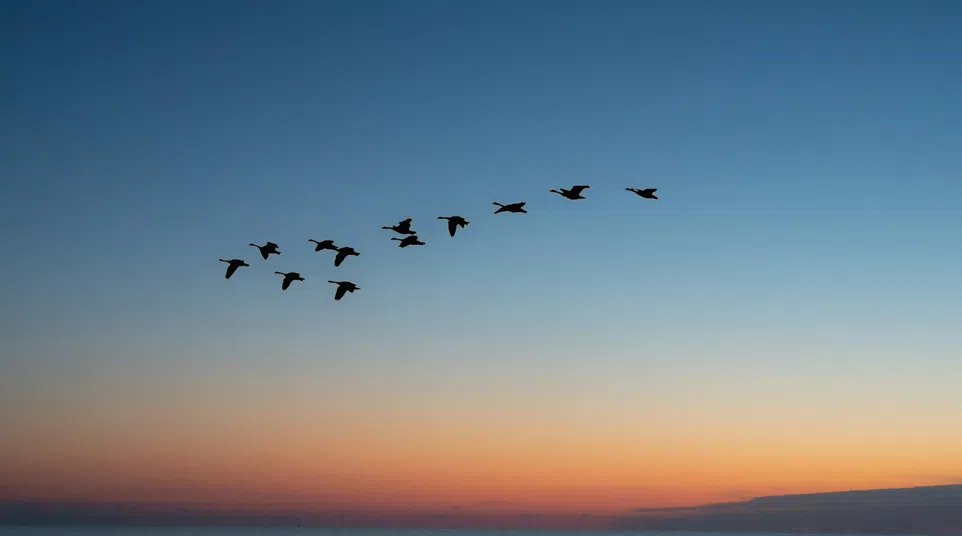 Flock of birds flying over calm ocean water at sunset with a colorful sky gradient.