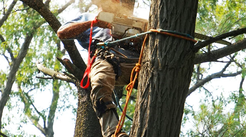Arborist wearing safety gear climbing tree and cutting branches with chainsaw in forest.