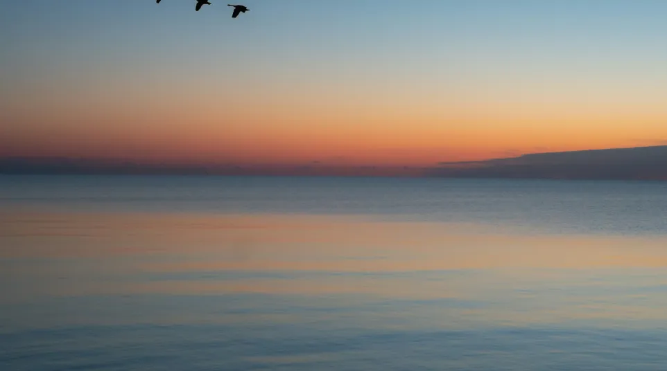 Silhouettes of birds flying over calm sea at sunset with a gradient sky from orange to deep blue.