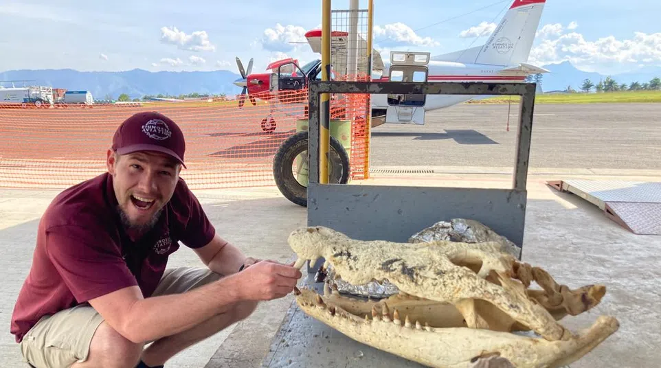 Man in maroon cap and shirt squatting by large alligator skull on a table near a small airplane on runway