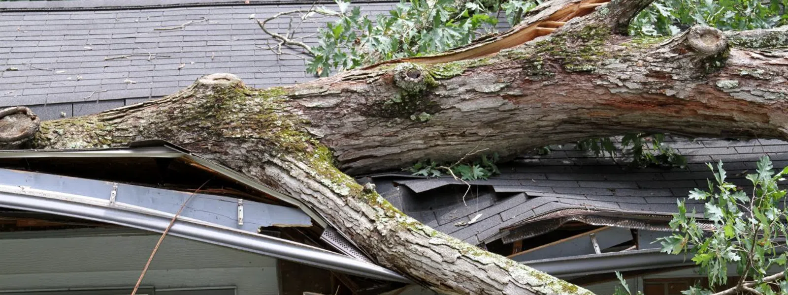 Large tree branch crashed onto a house roof, causing structural damage and debris scattered around..