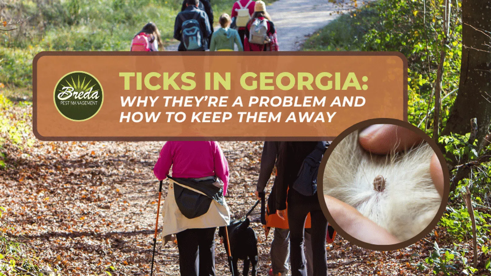 Group hiking on a wooded trail with inset of a tick on animal fur and text about ticks in Georgia prevention.