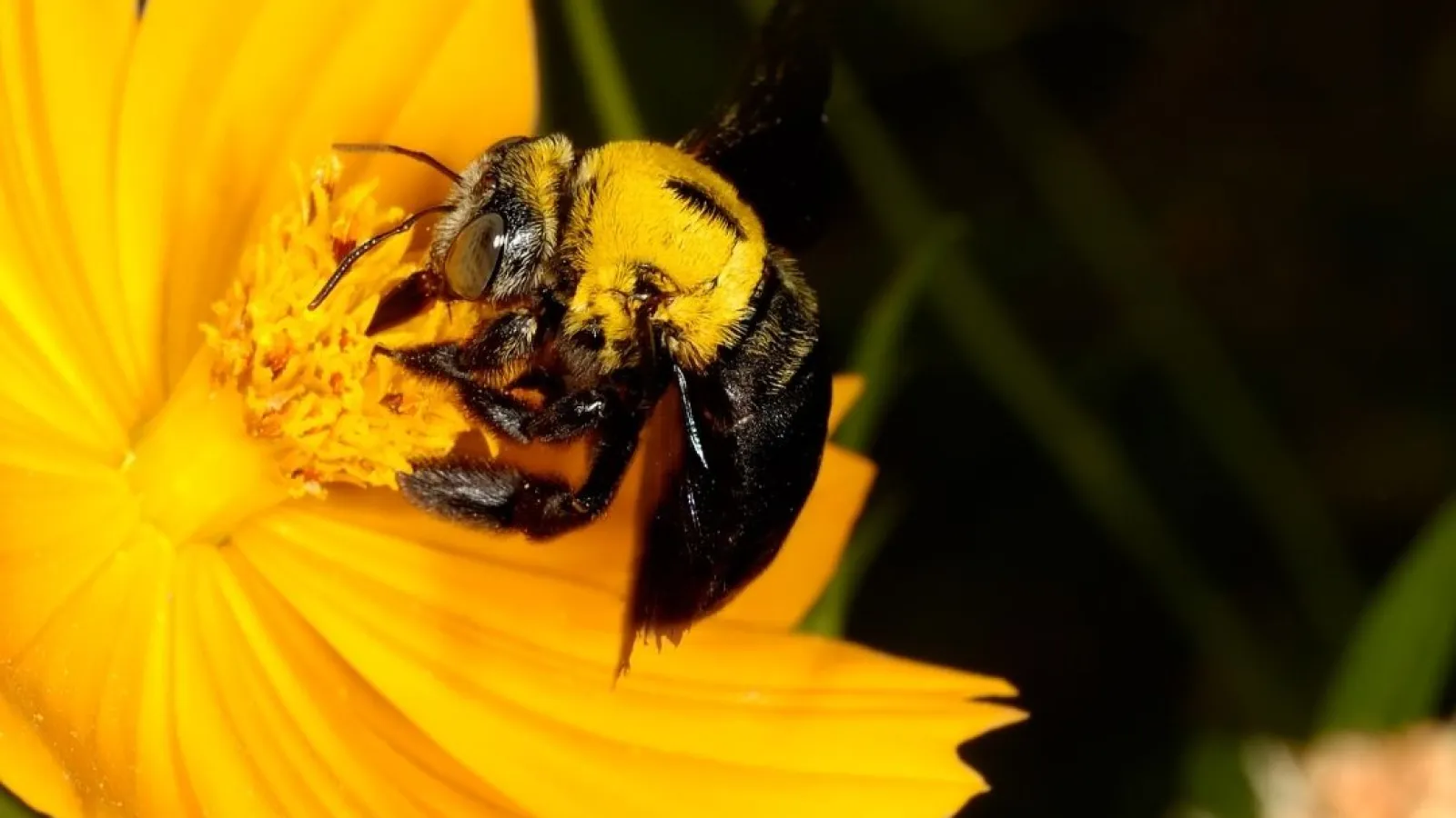 Close-up of a bumblebee gathering nectar on a bright yellow flower with a dark blurred background