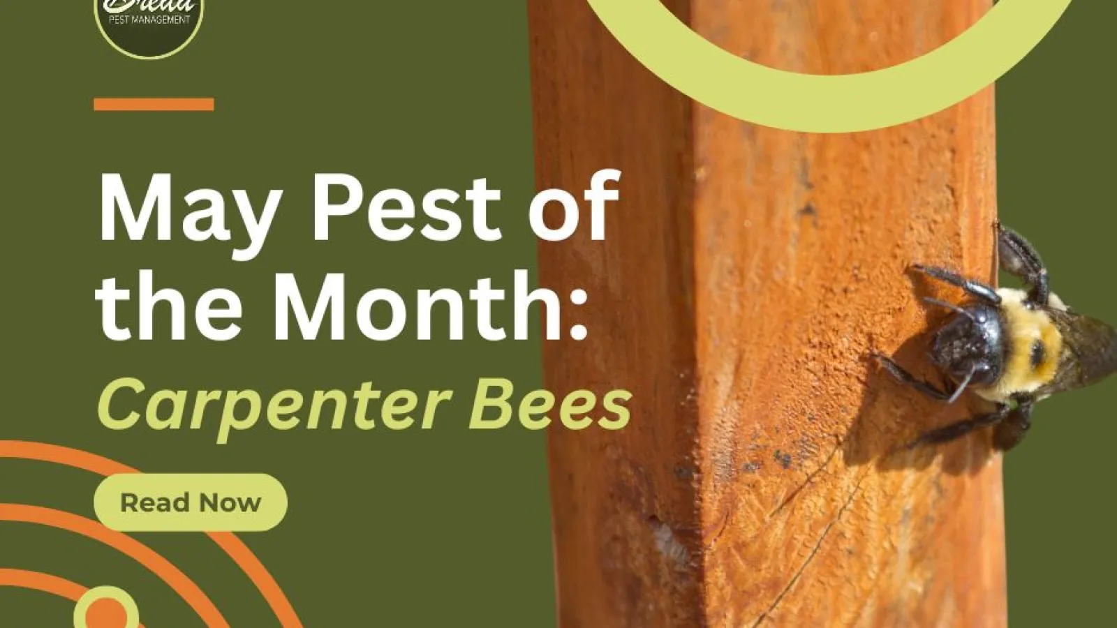 Carpenter bee on wooden beam with text May Pest of the Month Carpenter Bees and Breda Pest Management logo.